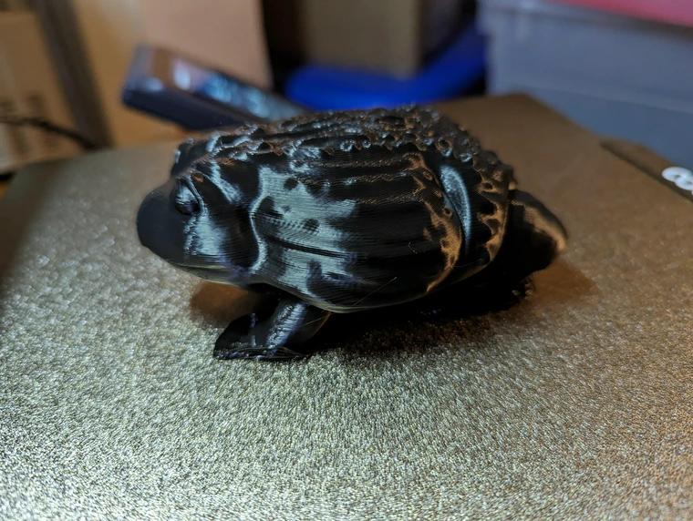 Georgie The Bullfrog (gorg)