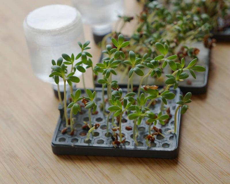 Grow Pad (self watering)