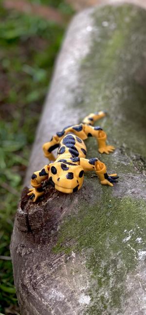 Flexi Salamander