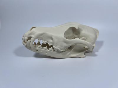 Coyote Cranium and Mandible