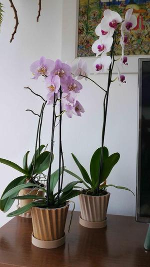 Simple vase