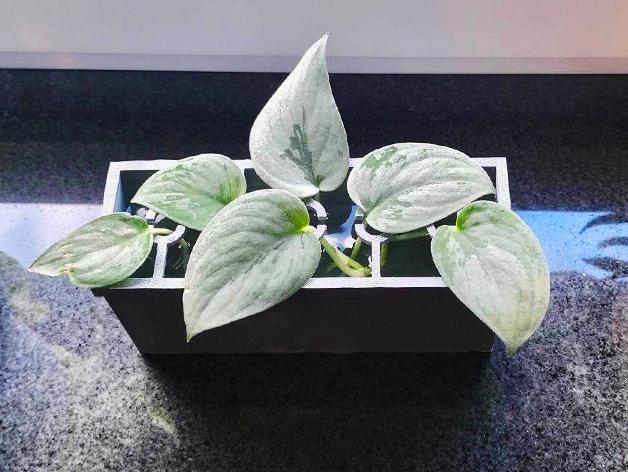 Water plant propagator - Pod