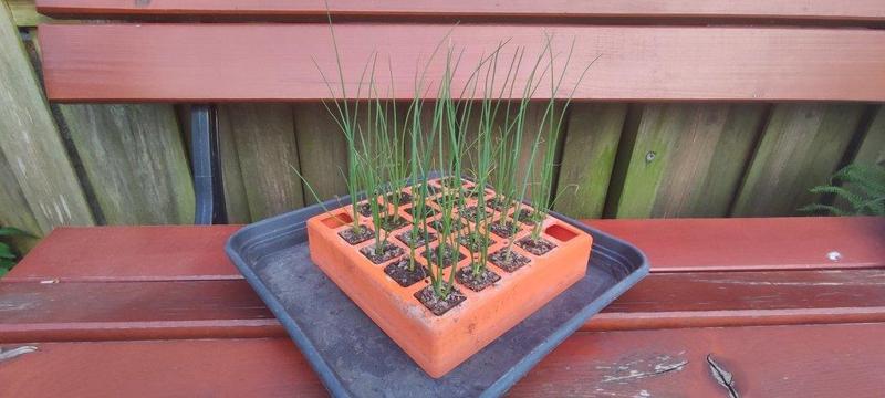 Plaque alvéolée - Seeding trays