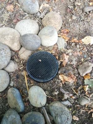 Drain Cover for 3" pipe