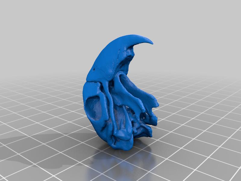 bird skeleton - gubbins