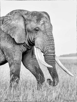 Elephant Portrait Filament Painting