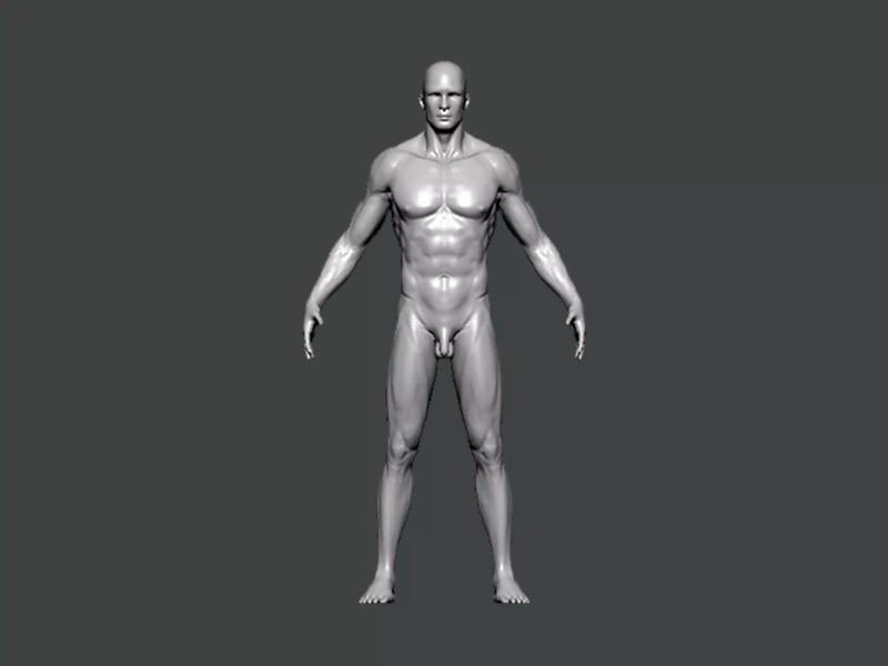 3D Model-ANATOMY0023 male figure