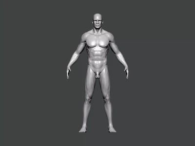 3D Model-ANATOMY0023 male figure