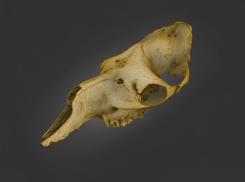 Camel Skull (Jawless) — Laser-Scanned 3D Model (500k & 2.5M OBJ/STL) — Anatomical Precision = By ScanPantry