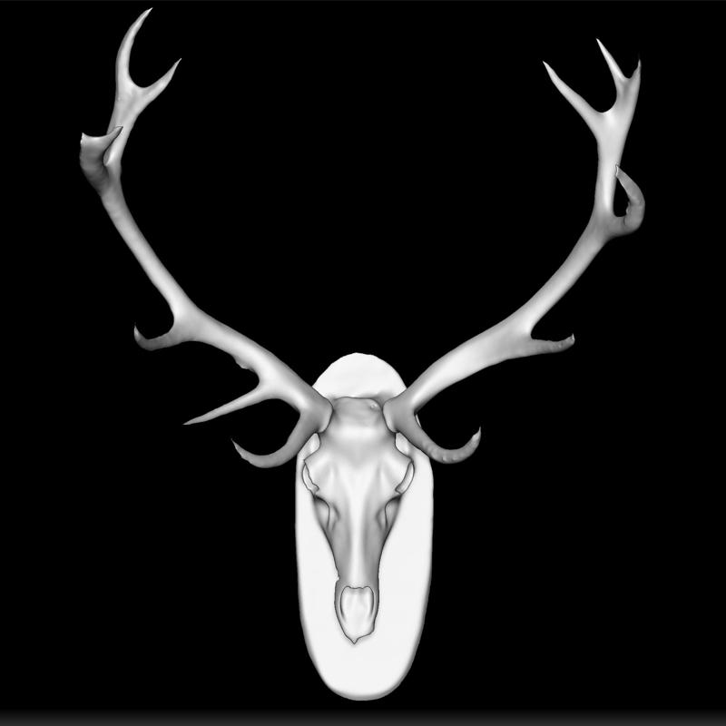 Deer Skull Model - Animal Skull STL - Antler Design Print - Nature Specimen - Taxidermy Model