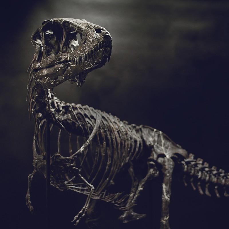 Life size baby T-rex skeleton - Part 08/10