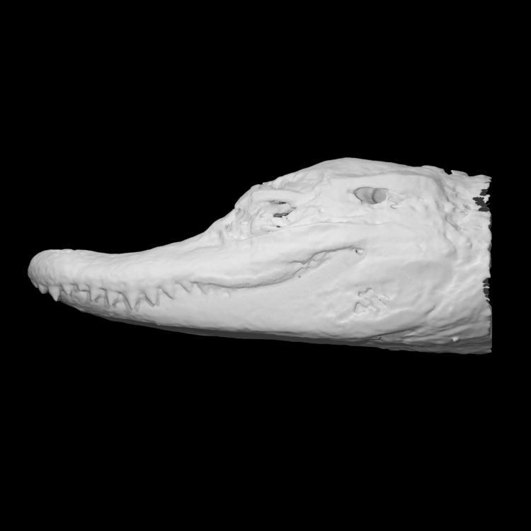 Alligator skull