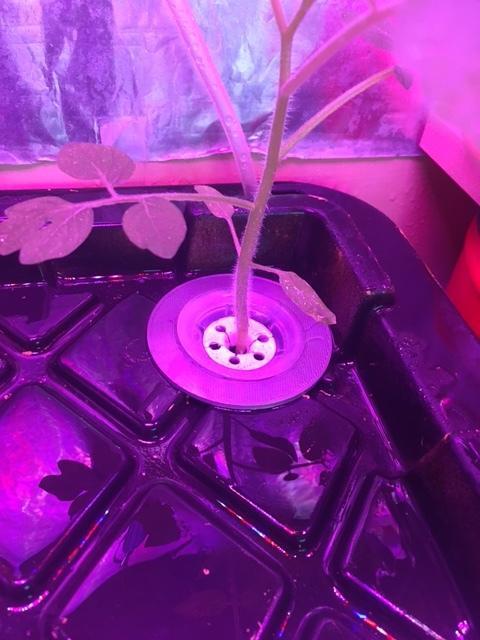 Stem Holder for the Aerogarden Pod