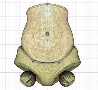 Fixed torso and pelvis for Gavitka's Jointed Female Figure
