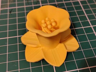 Spring Daffodil Flower