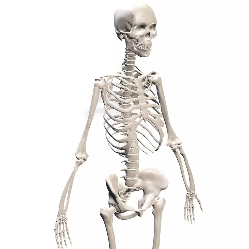 HUMAN Female Skeleton First Anatomy 3D