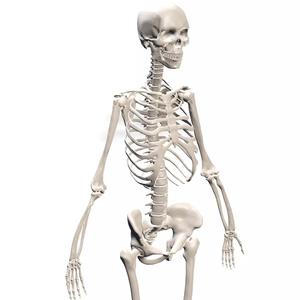 HUMAN Female Skeleton First Anatomy 3D
