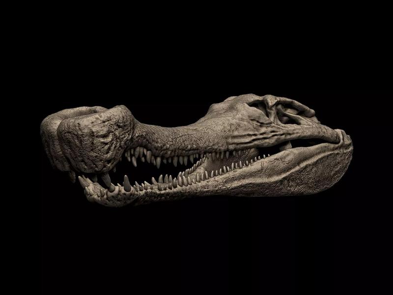 Sarcosuchus Skull