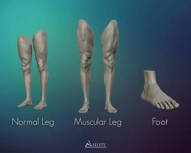 Foot and Leg anatomy