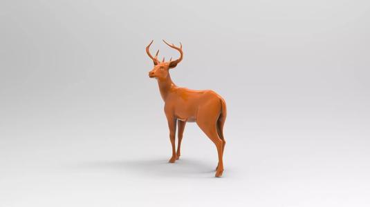 deer 7