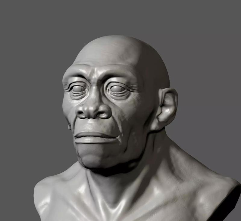 Homo  erectus