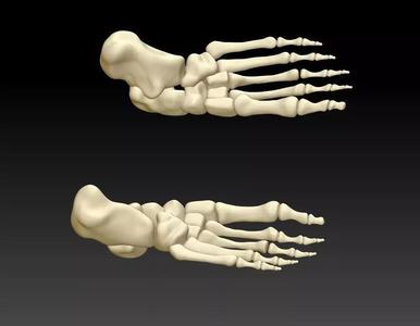 Human foot 3D model human foot structure 3D printing model