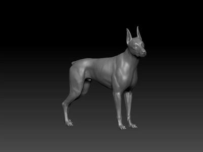 Dobermann model