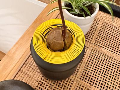 Flexible Avocado Holder