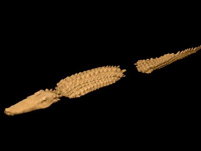 Crocodile