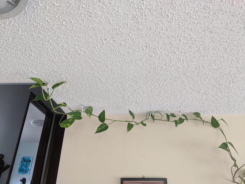 Ceiling Hook for Monstera or other Vine Type Plants