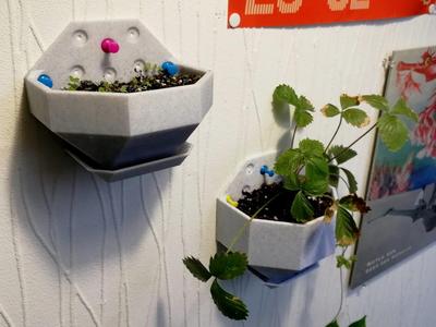 Wall Planter (Multiple Sizes)
