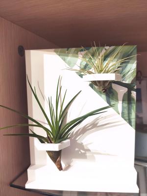 AIR PLANT / TILLANDSIA SUPPORT