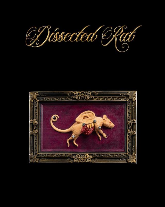 Dissected Rat