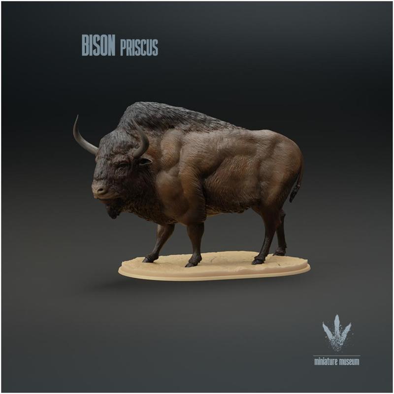 Bison priscus : The Steppe Bison