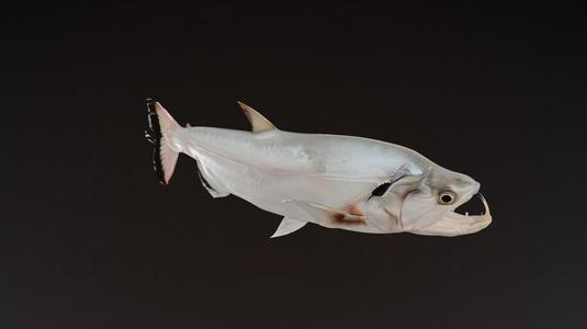 PAYARA FISH