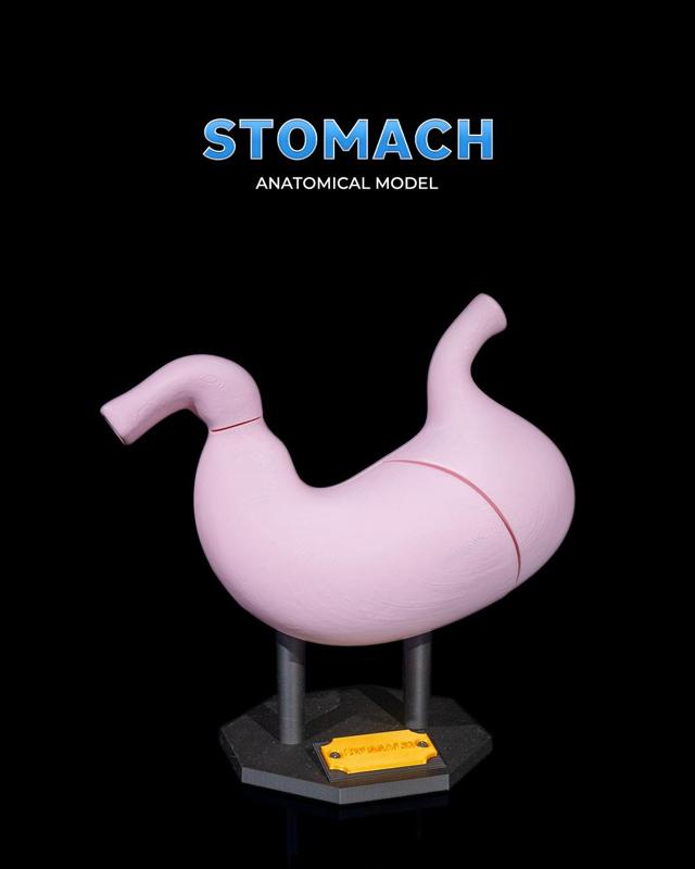 Stomach Anatomical Model