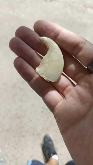 3D scanned lion claw : realistic model ready for printing