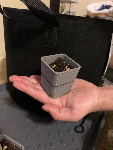 Cilantro Seed Starter - Seedling Tray Self Watering Ability