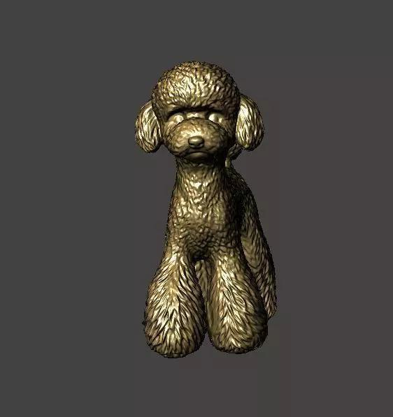 Toy Poodle 2 No Collar