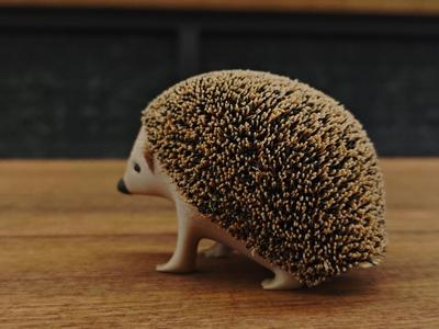 A small hedgehog