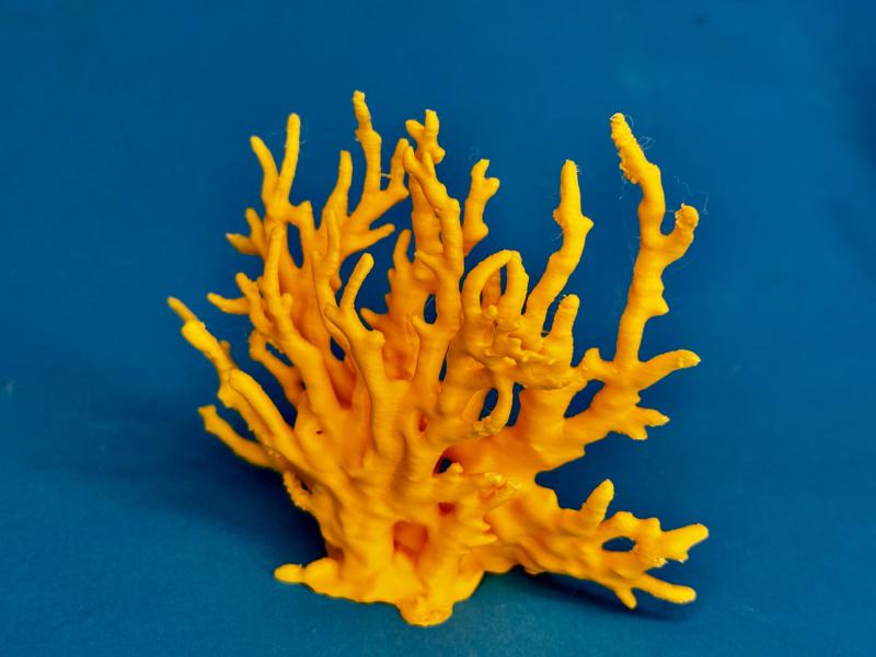 Koralle Aquarium