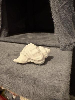Seashell