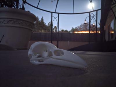 Raven Skull