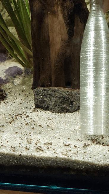 Aquarium cleaning tool