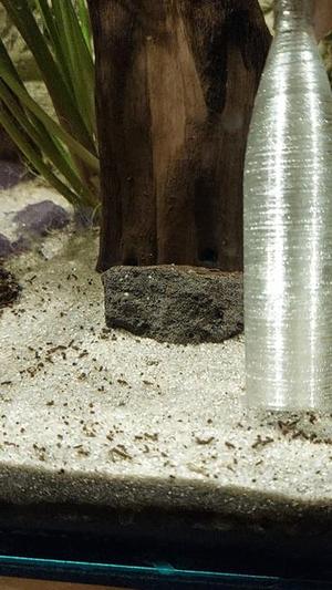 Aquarium cleaning tool