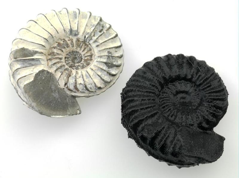 Ammonite