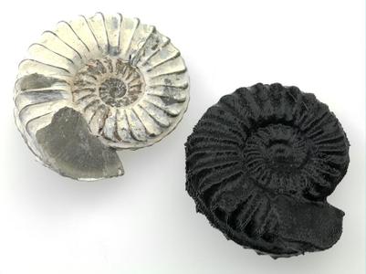 Ammonite