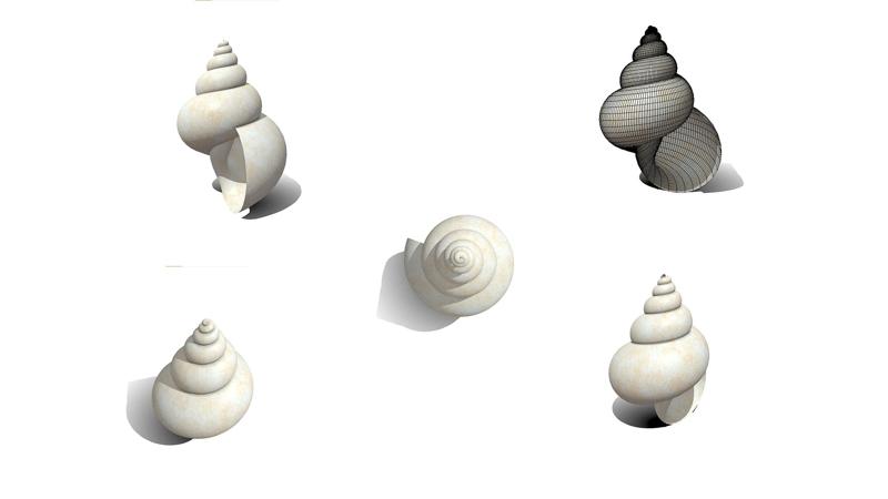 Shell