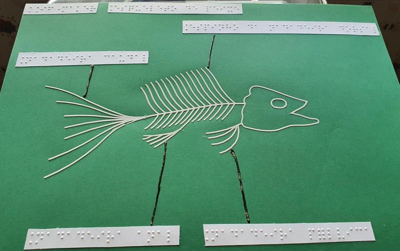 Tactile image: skeleton fish (side)