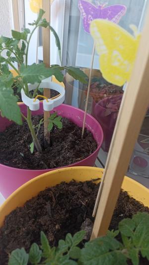 Držák na tyčku 10x10 rajče